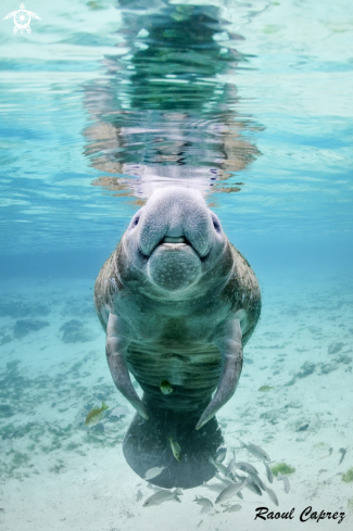 A Manatee