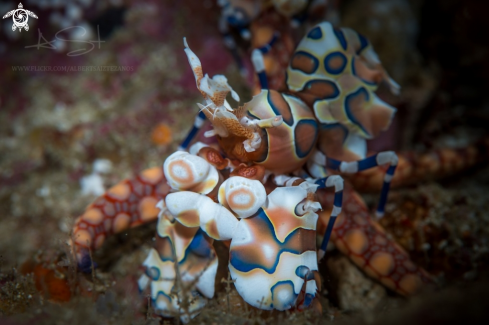 A Harlequin Shrimp