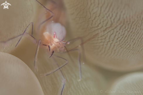 A Bubble Coral Shrimp