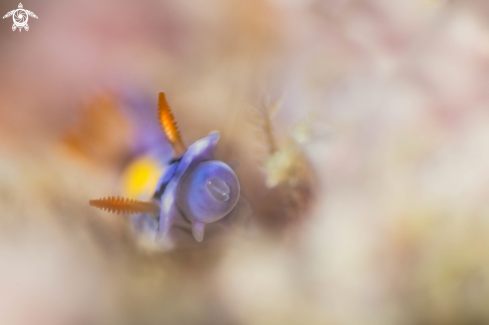 A Hypselodoris sp.