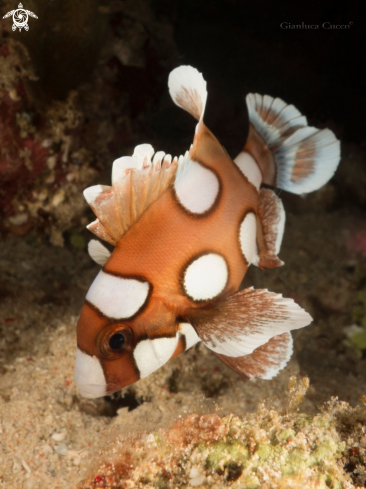 A juvanilis plectorhinchus chaetodonoides | Juvanilis Spotted Sweetlips,Dolcilabbra maculato,livrea giovanile