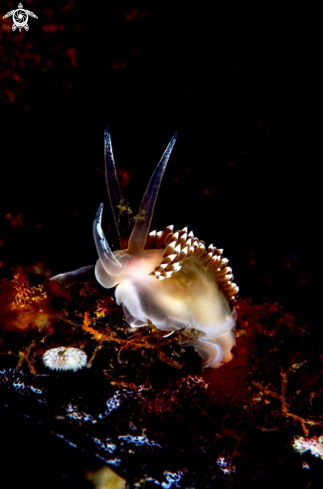 A Nudibranch