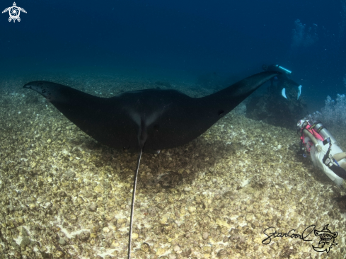 A Black manta ray