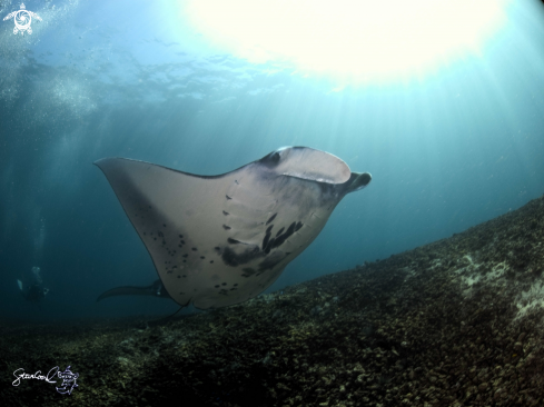 A black manta ray