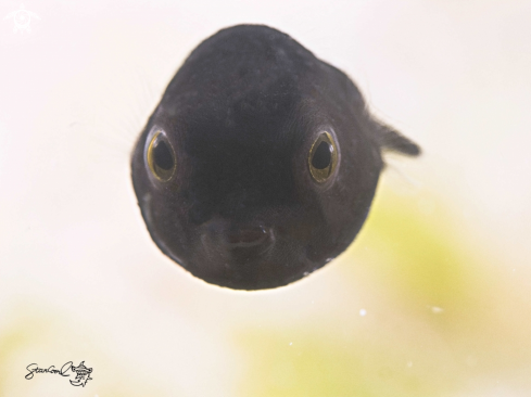 A little boxfish