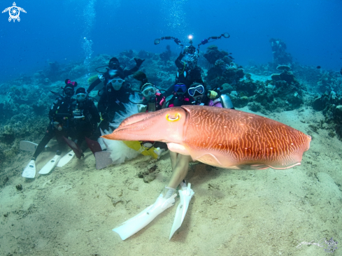 A Cuttlefish