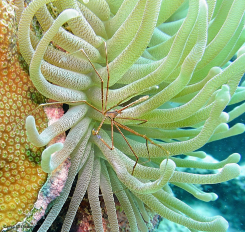 A Arrow Crab