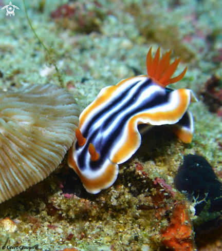 A Nudibranch