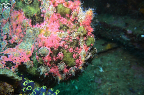 A Frogfish