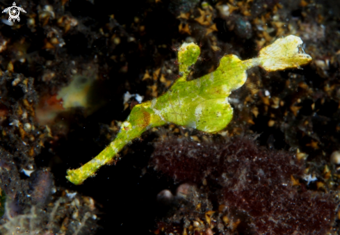 A Robust ghost pipefish