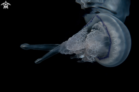 A rhizostoma pulmo | Pianeta rhizostoma