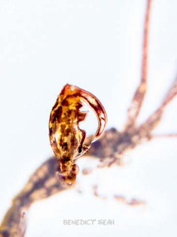 A Skeleton shrimp 