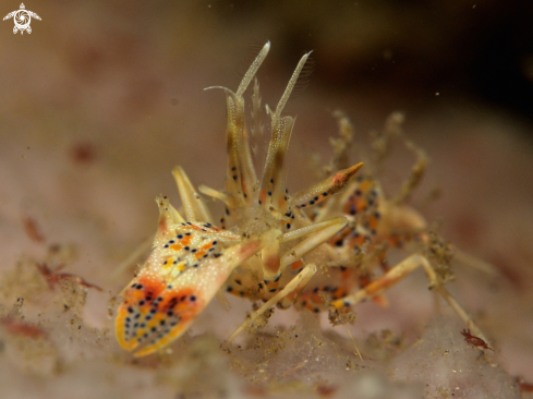 A Tiger shrimp