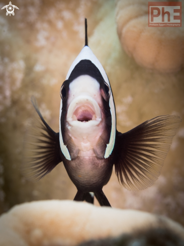 A Clark Clownfish