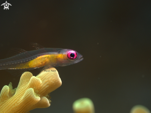 A Pink eyes goby