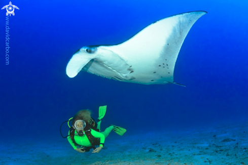 A Manta birostris