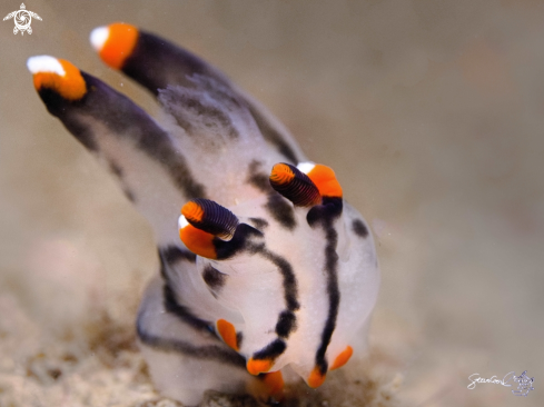 A Nudi branch