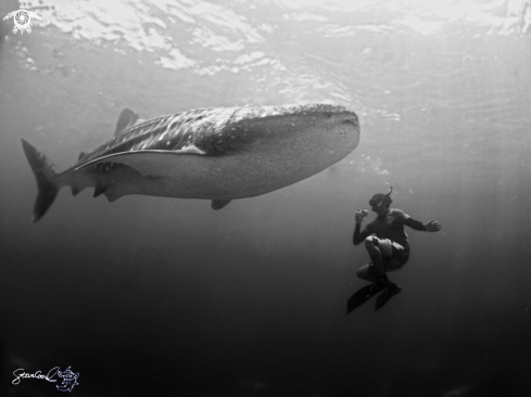 A Whale Shark