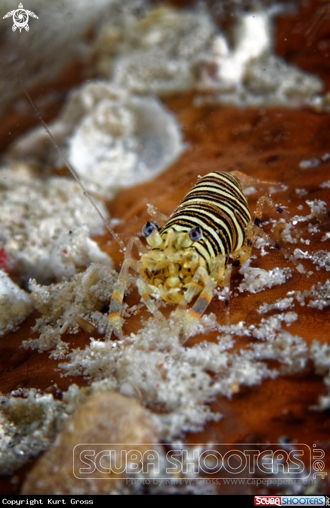 A Bumble bee shrimp
