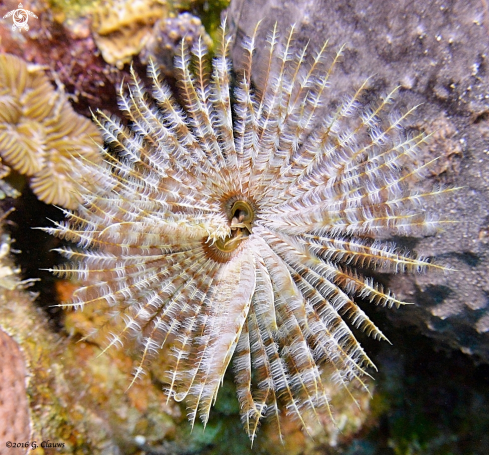 A Tube Worm