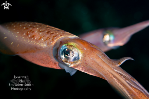 A Caribbean Reef Squid