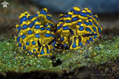 A Nudibranchs