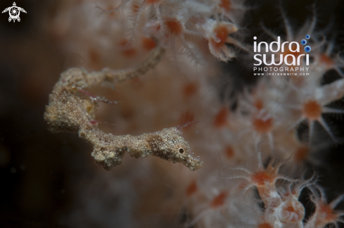 A Kyonemichthys rumengani | pipe fish