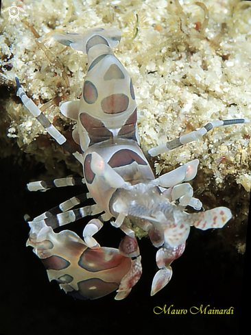 A Harlequin shrimp