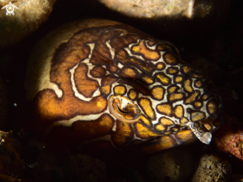 A Napoleon snake eel