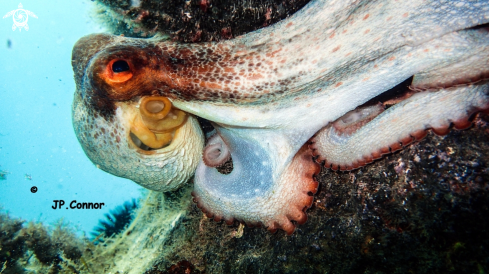 A octopus vulgaris | Poulpe