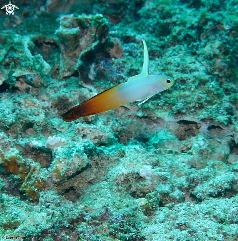 A Goby