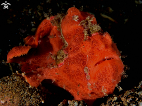 A Painted frogfish