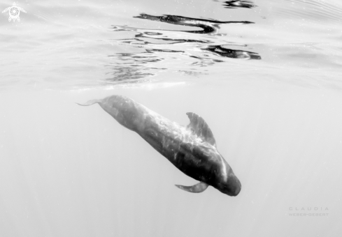 A pilot whale 