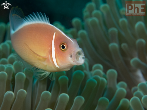 A Amphiprion perideraion | Skunk Clownfish