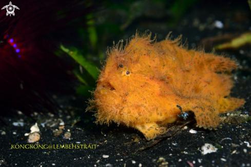 A Hairy Frogfish