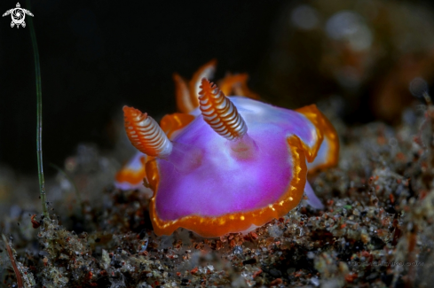 A Nudibranchs