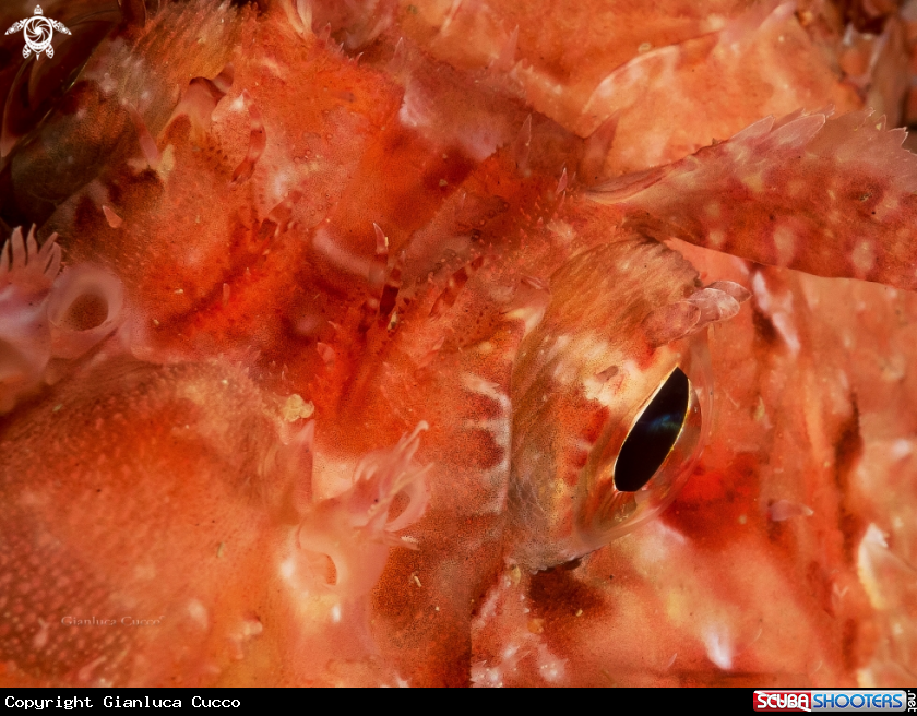 A Red scorpion fish,Scorfano rosso