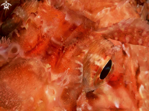 A Red scorpion fish,Scorfano rosso