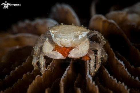 A Aliaporcellana sp. | crab 
