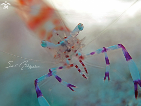 A glass shrimp  