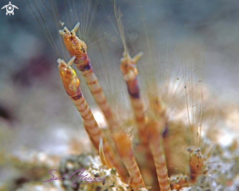 A Bobbit worm