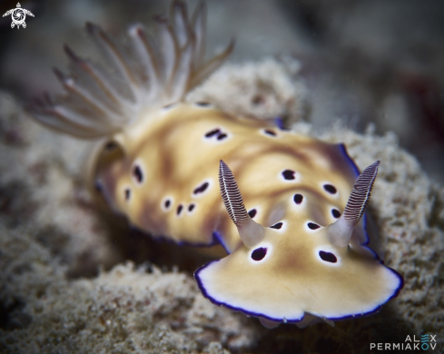 A Nudibranch