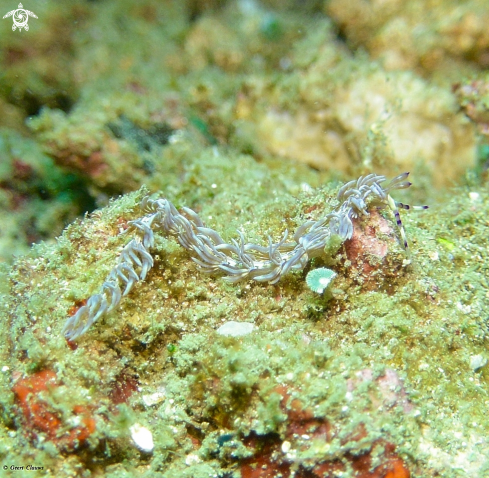 A Nudibranch