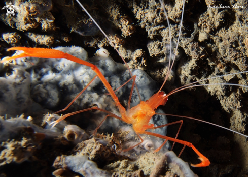 A Stenopus spinosus | Gambero meccanico