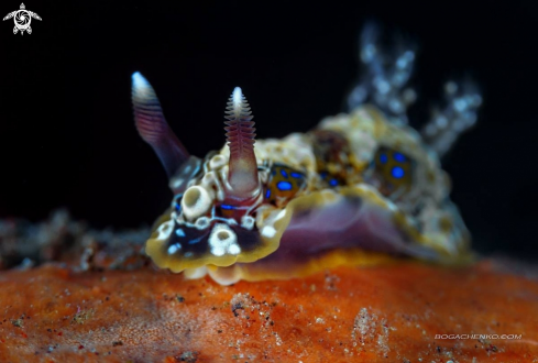 A Nudibranchs