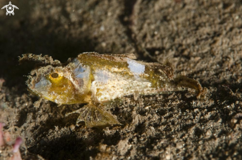 A reef fish