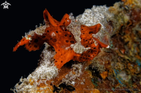 A Frog Fish