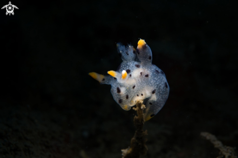 A Nudi