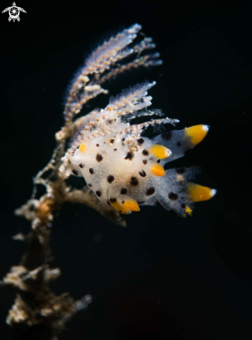 Nudi