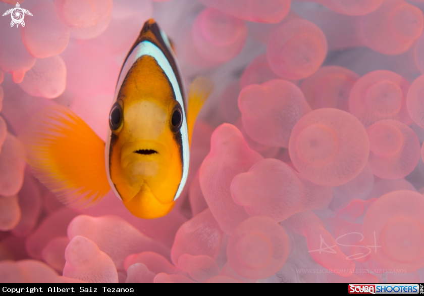 A Clarks Anemone Fish